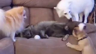 Furry Fox Tail Hitting Puppy's Face