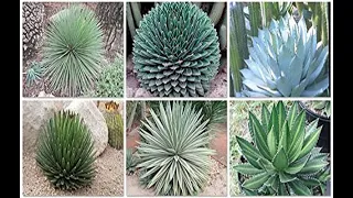 75 Tipos de Agave con sus nombres! ( Algunos son peligrosos y hay otros inofensivos ).