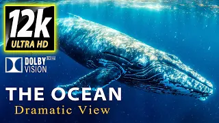 The OCEAN: Dramatic View Dolby Vision™ 12K 60FPS Dolby Atmos -Relaxing Music & Beautiful Animals
