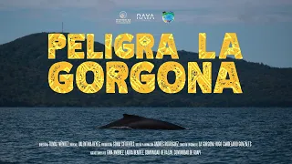 Peligra La Gorgona - Documental #PeligraLaGorgona