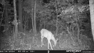 May 18th 2024-Alabama Public Land Trail Cam Pics