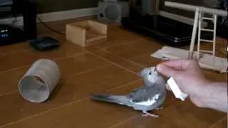 10 Bird Tricks in 1 Minute