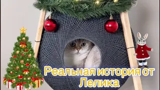 Реальная история 🎄(полная версия)