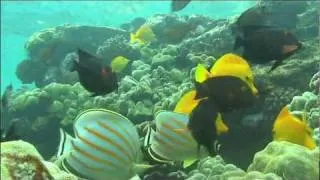 NatureVision TV Presents our Underwater Paradise Preview