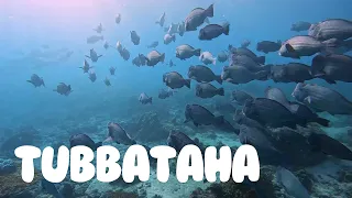 June 2023 - Diving Tubbataha Reef (Philippines)