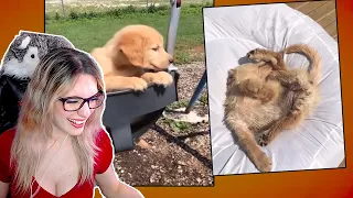 Funny moments Puppies- tiktoks golden /ItalianHills