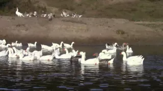 @Гусь домашний, содержание гусей на реке