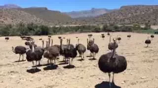 Ostriches on the road from Cape Town to Prince Albert