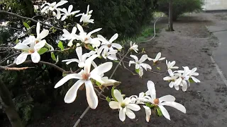 Магнолии разных видов полностью расцвели! Different types of #magnolias have fully #blossomed