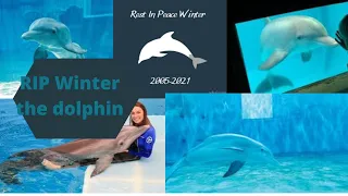 RIP Winter the dolphin tribute