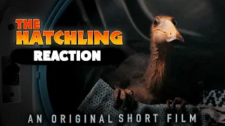 the hatchling short film reaction
