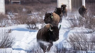 Wild Bison Return to Banff National Park