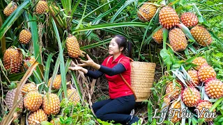 How to harvest Wild Pineapple & Selling -​ Harvest &Cooking ||Daily Harvest |Ly Tieu Van Daily life