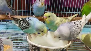 Baby Budgies Enjoying a Refreshing Bath 🚿 | Birds Having Fun in Water 💦