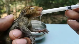 How To Feed Baby Squirrel