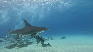 Shark Diving in Bimini - Hammerheads