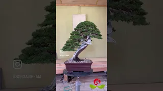 Juniperus Itoigawa Transformation by #maurostemberger  #bonsaidream #yamadori #bonsai #bonsaitree