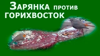 Зарянка против Горихвосток, или новые попытки скормить мучного червя зарянкам