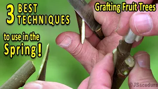 Grafting Fruit Trees | The 3 BEST Grafting Techniques for SPRING