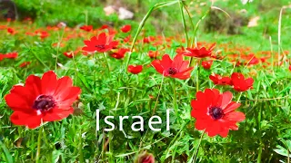 Israel Has Blossomed with Spring Flowers and Vibrant Greenery. Kibbutz Netzer Sereni