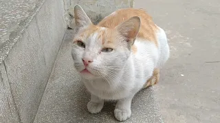 Pregnant Cat Is Hungry But She Is Not Eating Anything May be She Wants To Say Something