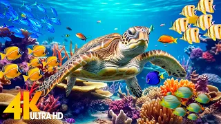 Under Red Sea 4K - Beautiful Coral Reef Fish in Aquarium, Sea Animals for Relaxation - 4K Video #75