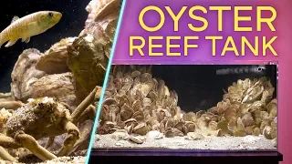 RARE OYSTER REEF AQUARIUM — Brackish Water Aquascape (IN 4K)