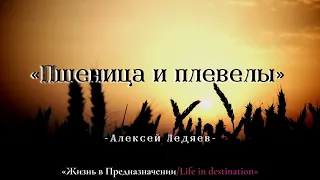 «Пшеница и плевелы» - Алексей Ледяев