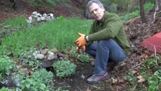 How to Transplant and or Spliting the Garden Plant "Autumn Joy Sedum"Sedum
