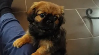 Pekinese Piccolina Hundebaby  beim spielen.Dog