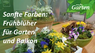 Frühblüher pflegen und kombinieren | MDR Garten