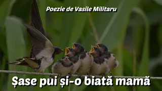 Șase pui și-o biată mamă - O poezie tristă de Vasile Militaru