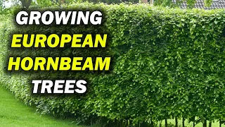 How To Grow Carpinus Betulus European Hornbeam Trees