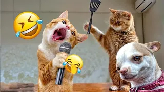 Funny ANIMALS videos😊Funniest CATS😺 and DOGS🐶 2024