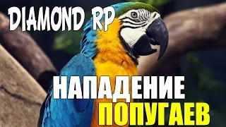 DIAMOND RP ||  НАПАДЕНИЕ ПОПУГАЕВ