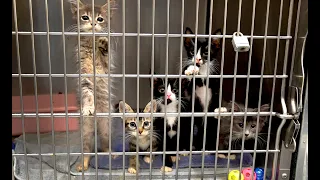 Thurston shelter strained after rescuing 147 cats from one home