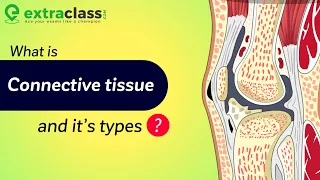 What is Connective Tissue And It’s types? | Biology | Extraclass.com