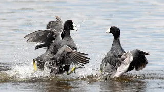 Coots fighting over territory and mates