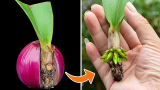 Magical Way to Help Orchids Grow Roots and Young Leaves Immediately