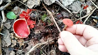 САРКОСЦИФА КОКЦИНЕЯ(Sarcoscypha coccinea);САРКОСЦИФА ЗАПАДНАЯ (Sarcoscypha occidentalis).