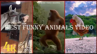 Best Funny Animals Video