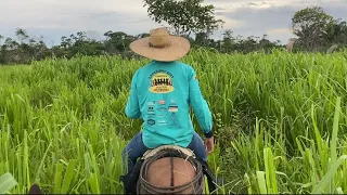 FAZENDA NO PARÁ, PREÇO E SOBRE A REGIÃO