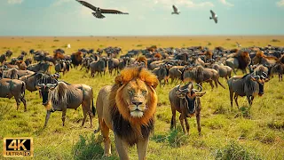 4K African Wildlife: Queen Elizabeth National Park,Uganda - Beauty of wild animals in Africa #14