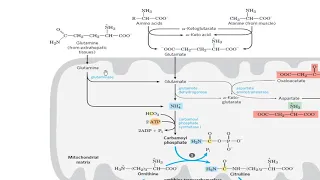 Amino acid catabolism Lec2