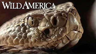 Wild America | S8 E1 'Badlands' | Full Episode HD | FANGS