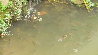钓鱼：在水沟里钓罗非鱼 | Fishing tilapia in a ditch