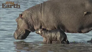 WildEarth - Sunrise - 13 October 2021