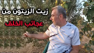 ما الذي يجعل زيت الزيتون مثل العلاج السحري؟ فوائد لاحصر لها!