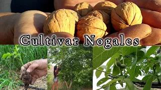 Nuestra Experiencia con Nueces (nogales) De la siembra a la cosecha