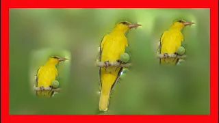 Golden Oriole Song, Golden Oriole Call, Sound, Chirp - Oropéndola Europea Canto - Oriolus Oriolus